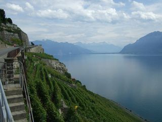 Switzerland_Montreux_vines