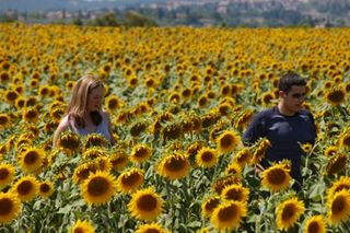 Siena_sunflowers