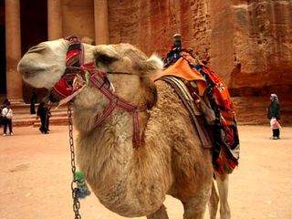 Jordan_Petra_camel2